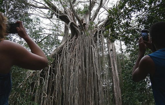 Curtain Fig Tree Tours
