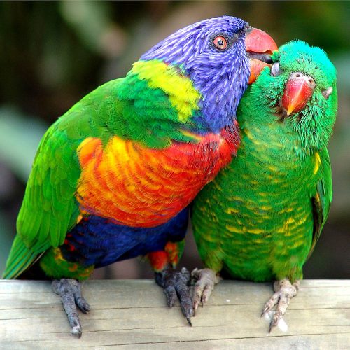 Cape Tribulation Day Tour from Cairns and Port Douglas