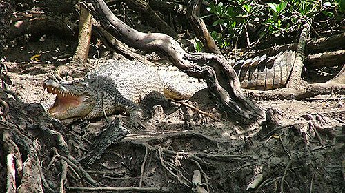 cape tribulation and daintree tour from port douglas